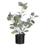 eucalyptus-i-kruka-liten-1